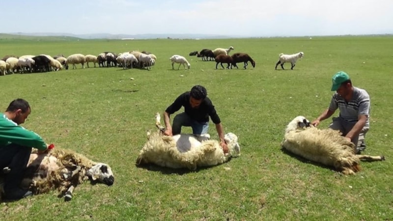 Erzincan yaylalarında koyun kırkma sezonu başladı
