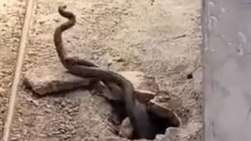 Elazığ’da evin içinden 2 metrelik yılanlar çıktı
