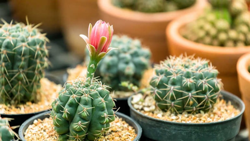 Kaktüse bir damla damlatın, nasıl çiçek açıyor görün