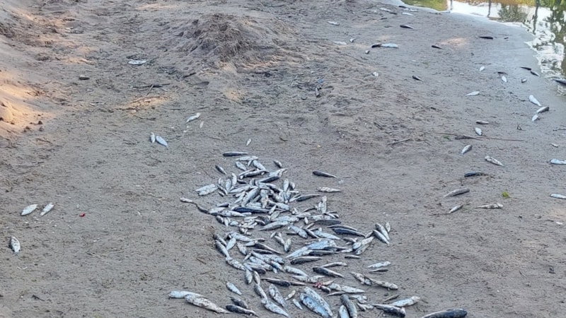 Antalya'da denize dökülen kanalda balık ölümlerİ