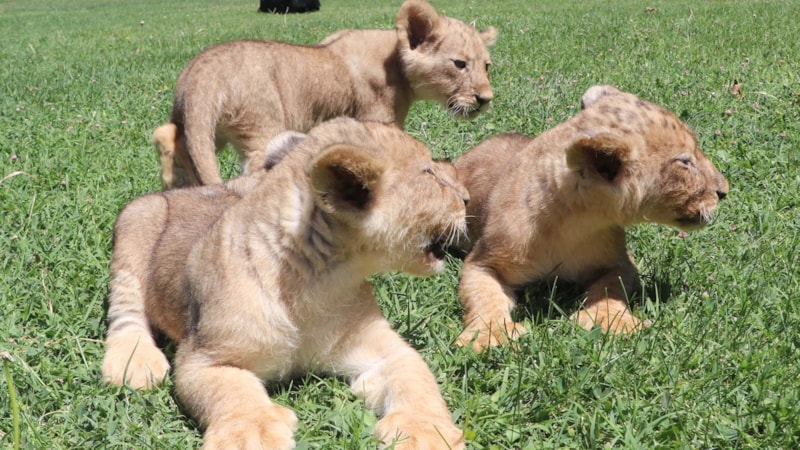 Cumhurbaşkanı Erdoğan'a hediye edilen aslanların 3 yavrusu dünyaya geldi