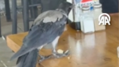 Muğla'daki sıcaktan etkilenen karga, bir kafeye sığındı