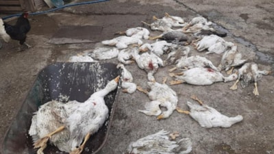 Samsun'da henüz belirlenemeyen bir nedenle 26 kaz telef oldu