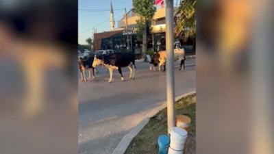 İstanbul Şile'de büyükbaş hayvanlar ortalığı karıştırdı