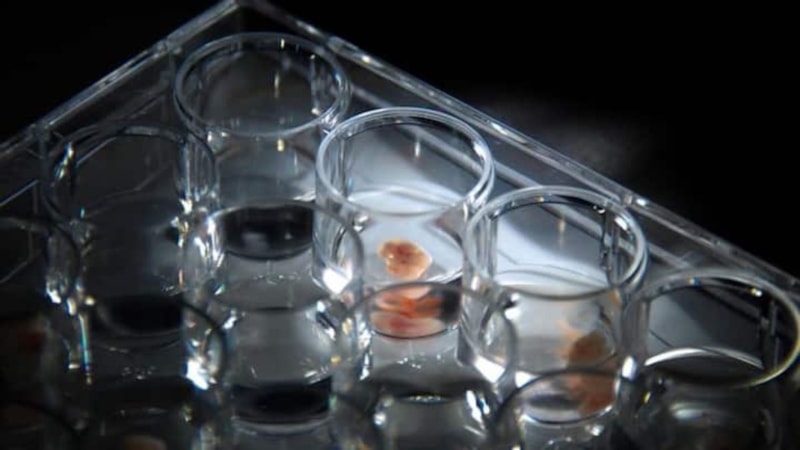 Çin, dünyanın ilk 3 boyutlu dijital embriyosunu geliştirdi