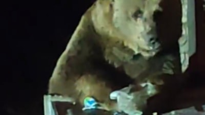 Bursa Uludağ'da bozayı çöpten yiyecek ararken kaydedildi