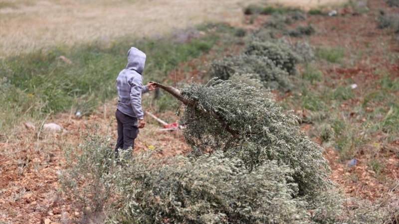 Batı Şeria’da tarım arazilerini ateşe veren İsrailliler, Filistinlilerin koyunlarını da çaldı