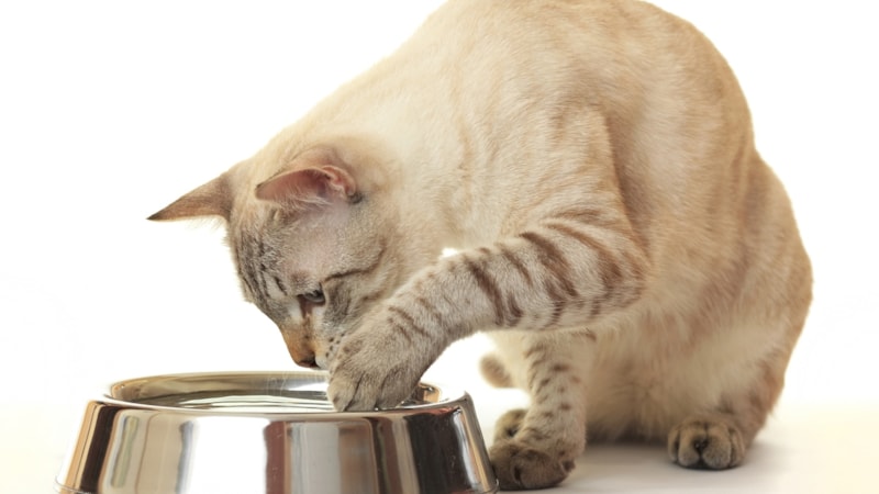 Kedilerin su içmeden önce patilerini suyu sokmasının nedeni bakın neymiş