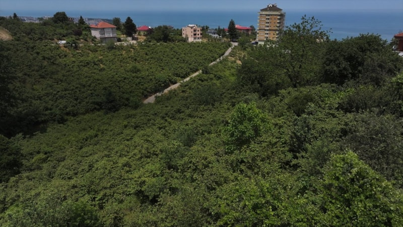 Fındık mevsimi geldi: Hasat öncesi 'kritik hazırlıklar' yoğunlaştı