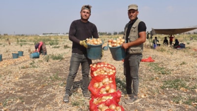 Hatay'ın Amik Ovası'nda soğan hasadı sürüyor