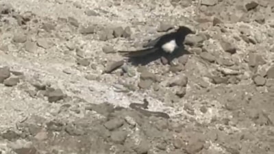 Nevşehir'de yılanın karga ve kartalla mücadelesi