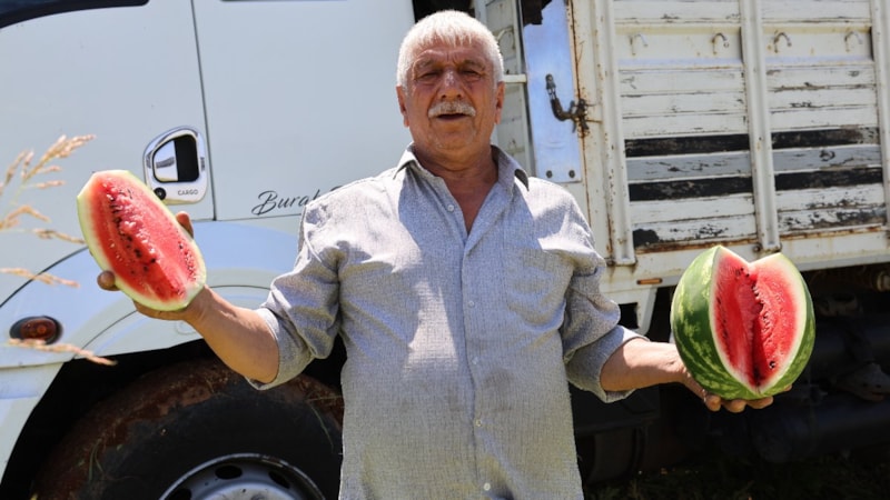 Adana'da karpuzun tarla fiyatı düşmeye devam ediyor