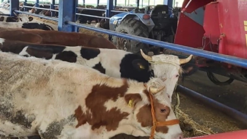 Şap hastalığı hangi hayvanlarda görülür, insana bulaşır mı? Dikkat edilmesi gerekenler