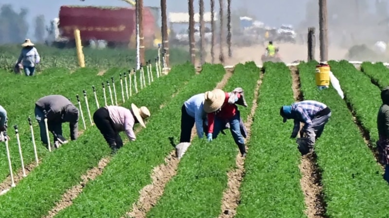 Göçmenlerin sınır dışı edildiği ABD'de tarım krizi