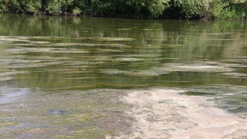 Kars Çayı yosunla kaplandı: Vatandaşlar endişeli