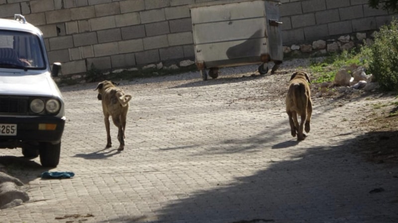Kastamonu’da başıboş köpekler 22 tavuğu telef etti