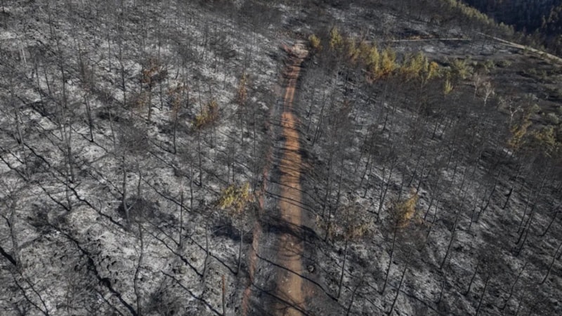 Hatay'da yanan alanlarda hasar tespit çalışmaları tamamlandı