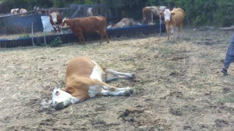 Kastamonu'da dereden su içen büyükbaş hayvanlar telef oldu