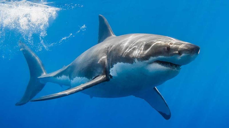 Mayo rengine dikkat! Köpekbalıkları meğer ilk bu rengi fark ediyormuş