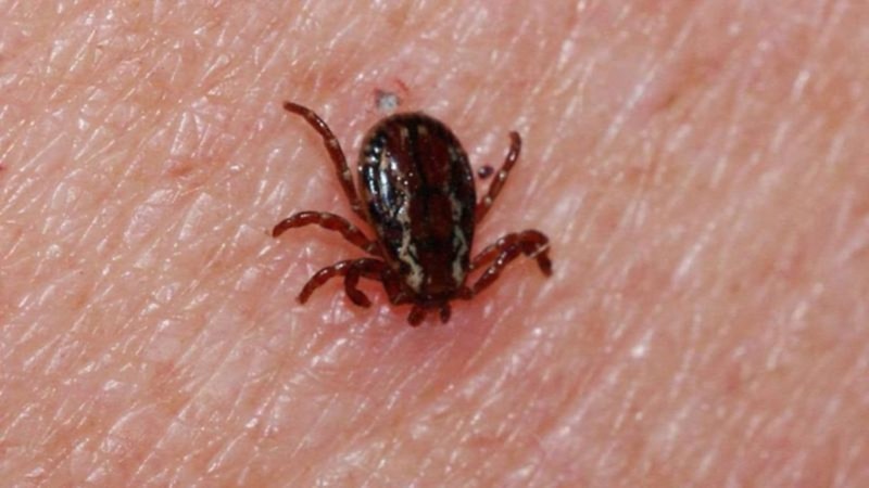 Bolu'da keneden ilk ölüm