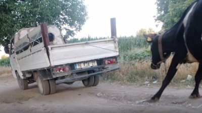 Bursa'da ineği kamyonetin arkasına bağlayıp sürükledi