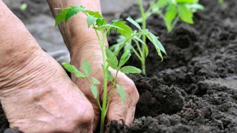 Temmuz ayı bitmeden bu tohumları ekin! Temmuzda ne ekilir?
