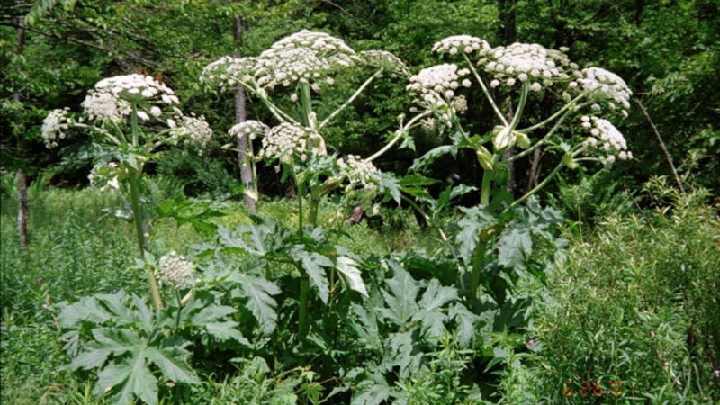 Ormana gidenler dikkat: Sıradan gibi gözüken bu bitki tehlike saçıyor! Körlüğe yol açabiliyor…