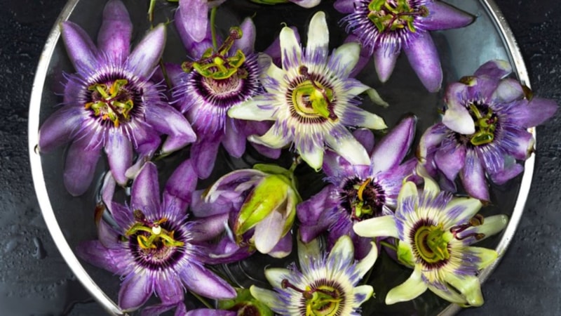 Passiflora ne işe yarar? Passiflora hangi hastalıklara iyi gelir?