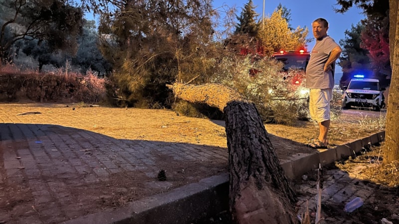 Aydın'da seyir halihdeki kamyonetin üzerine çam ağacı devrildi