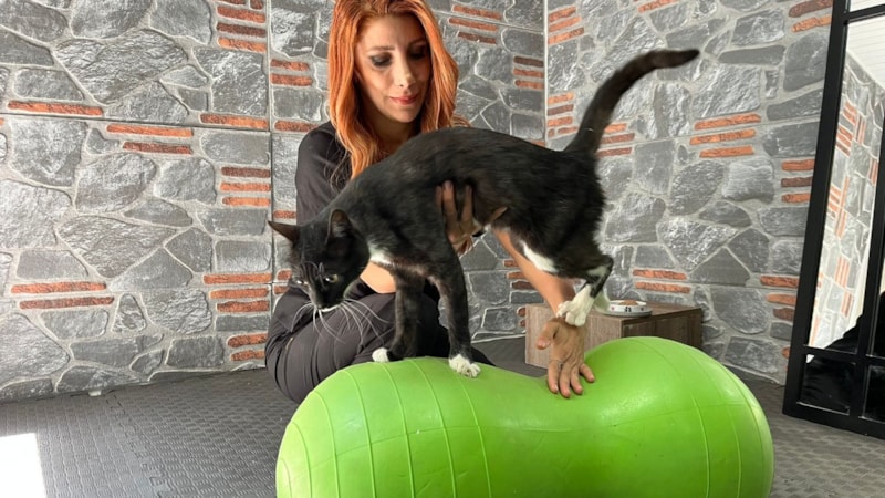 Ankara'da araba çarpan kedi, hayata tutundu