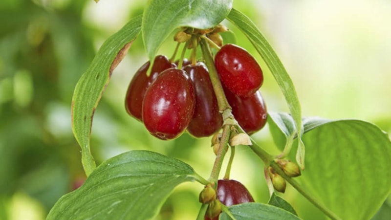 Kızılcık ne işe yarar? Kızılcık faydaları nelerdir?