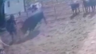 Isparta'da boğanın saldırısına uğrayan besici ağır yaralandı