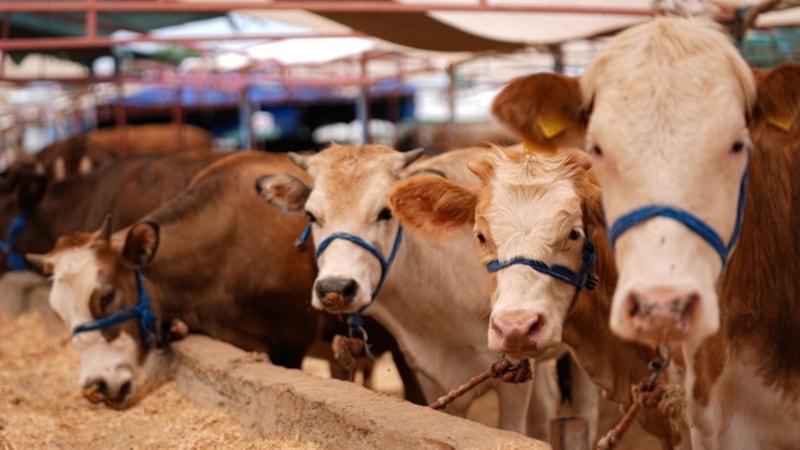 Türkiye'de şap hastalığıyla mücadele için seferberlik başlatıldı: 4,5 milyon doz aşı üretildi