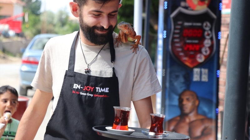 Yozgatlıların 'maça giden iguana'sı Ökkeş, omuzlardan inmiyor