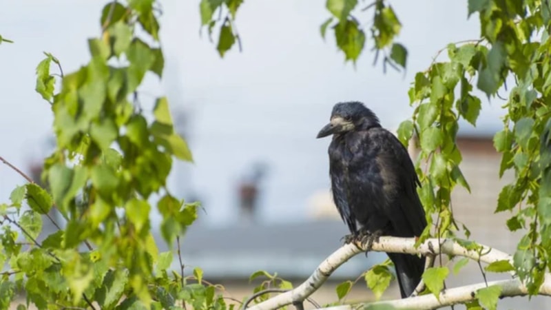 Yetkililer uyardı: Bahçesinde karga olanlar dikkat!