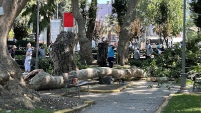 Kocaeli'de ağaçtan kopan dal, 3 kişinin üzerine düştü
