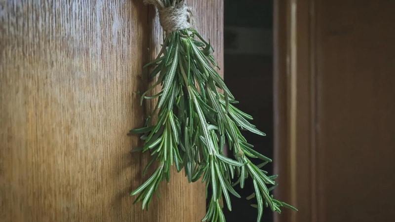 Kapıya iki dal asmak yetiyor, şansı ve bereketi eve çekiyor…