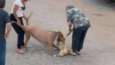 Ankara'da pitbull cinsi köpek hem sahibine hem de köpeğe saldırdı