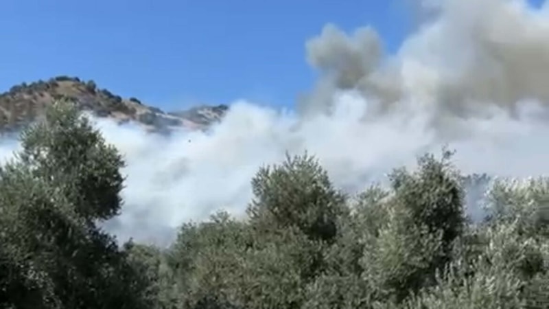 Aydın'da zeytinlik yangını