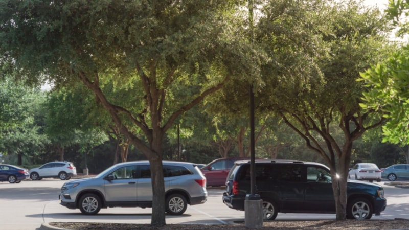 Arabayı bu ağaçların altına park etmeyin! İkinci elde değer bile düşürüyor…