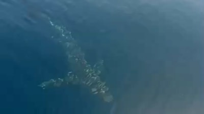 Edirne'de balıkçılar 3 metrelik köpek balığına rastladı