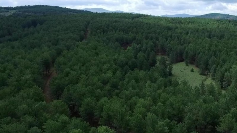 Türkiye'nin orman varlığı yarım asırda 3,2 milyon hektar büyüdü