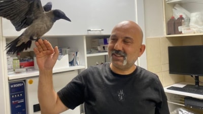 Yaralı buldu iyileştirdi: Tedavi ettiği karga yanından ayrılmıyor