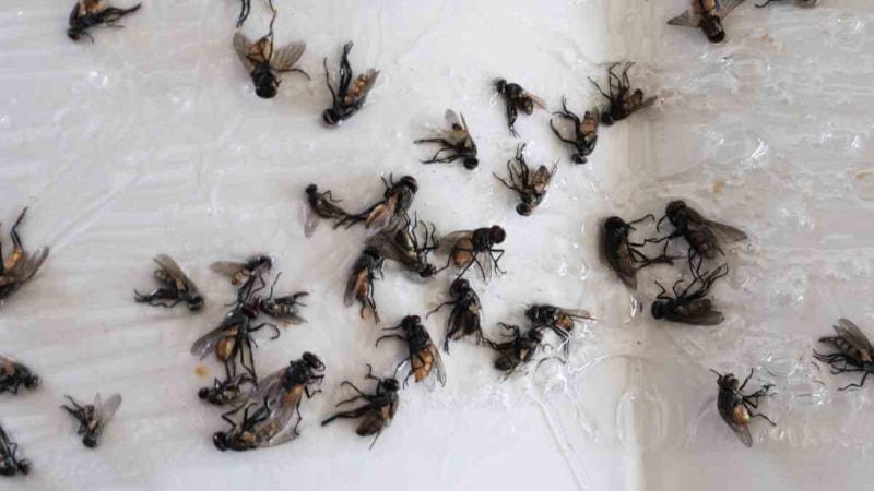 Artık sinekler uğramıyor: Çöp kutusuna atın, tüm yaz rahat edin