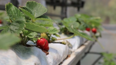 Ne toprak var, ne saksı! Bu çilekler damak çatlatıyor...
