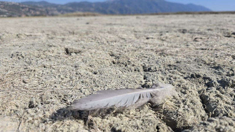 Hatay’daki Milleyha Kuş Cenneti kurudu