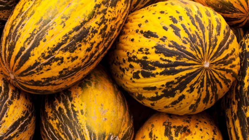 Kavun yumuşak mı olmalı sert mi? Tatlı kavun seçmenin ipuçları