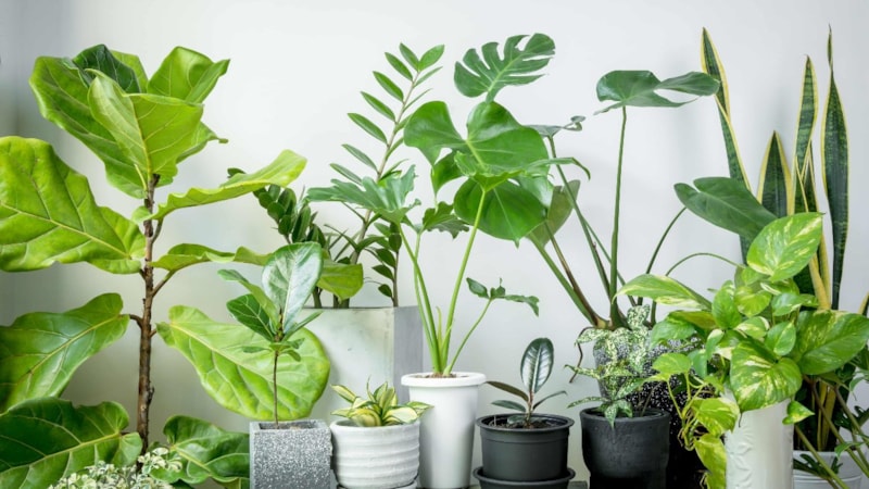 Evin havasını temizleyen 8 mucizevi bitki