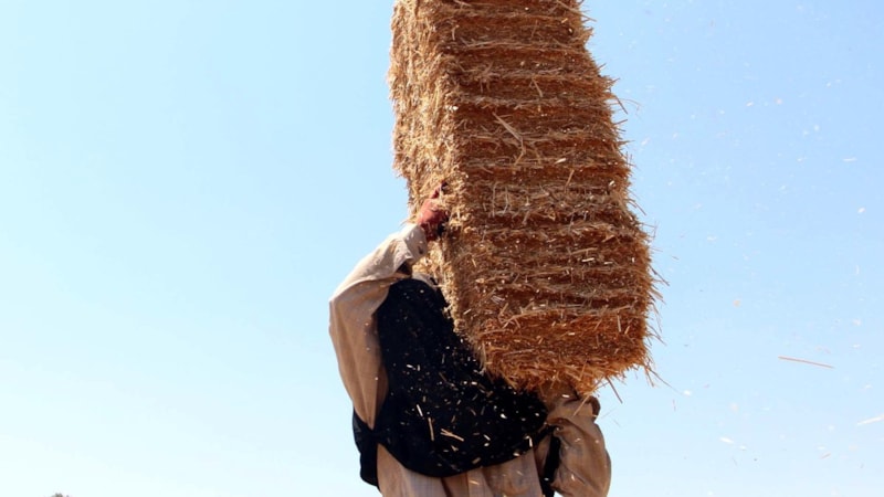 Edirne'de kavurucu sıcakta balya mesaisi