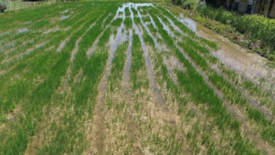 Samsun'da su kanalları taştı: Tarım arazileri zarar gördü